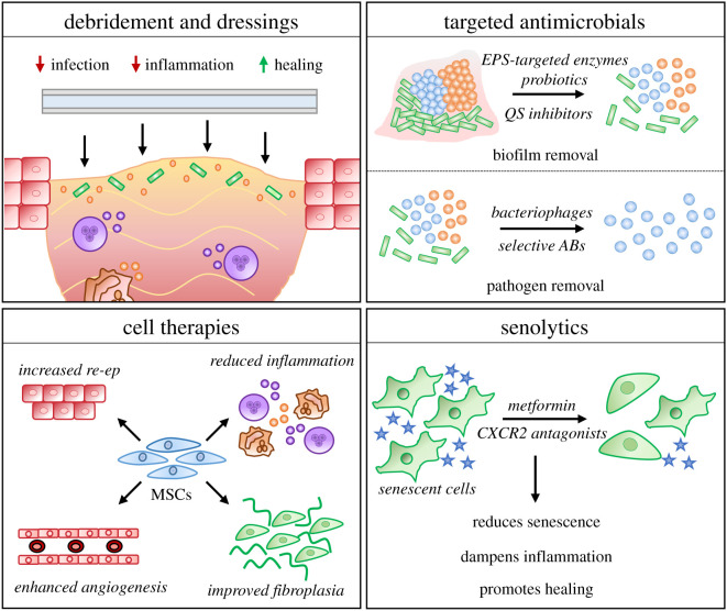 Overview of traditional and novel chronic wound treatments including debridement approaches, antimicrobial therapies targeting biofilms, mesenchymal stem cell administration, and senolytic interventions