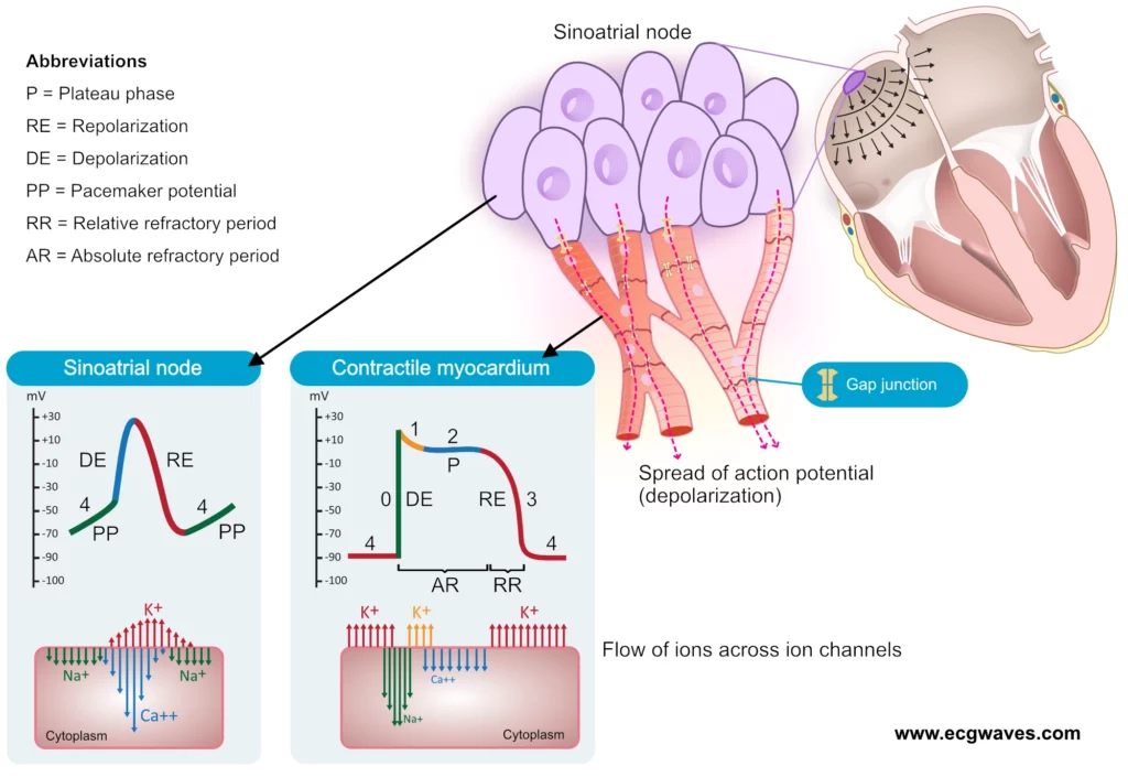 Cardiac action potential phases in SA node and ventricular myocyte compared to ECG waveform