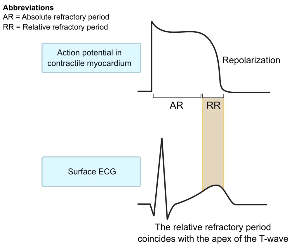 Absolute and relative refractory periods during the cardiac action potential