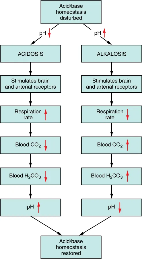Flowchart showing how acidosis and alkalosis trigger compensatory respiratory responses through chemoreceptor feedback
