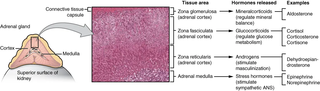 Cross-section of the adrenal gland showing the cortex layers (zona glomerulosa, fasciculata, reticularis) and medulla with their respective hormones