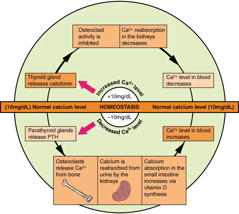 Diagram showing calcium homeostasis regulated by PTH and calcitonin acting on bone, kidney, and intestine