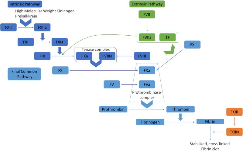 Diagram of the coagulation cascade showing the intrinsic, extrinsic, and common pathways leading to fibrin clot formation