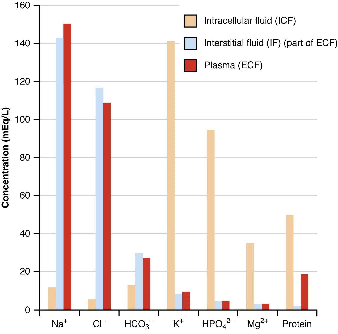 Bar graph comparing intracellular and extracellular concentrations of sodium, potassium, chloride, and other electrolytes