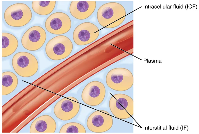 Diagram showing body fluid distribution between intracellular fluid, interstitial fluid, and plasma compartments