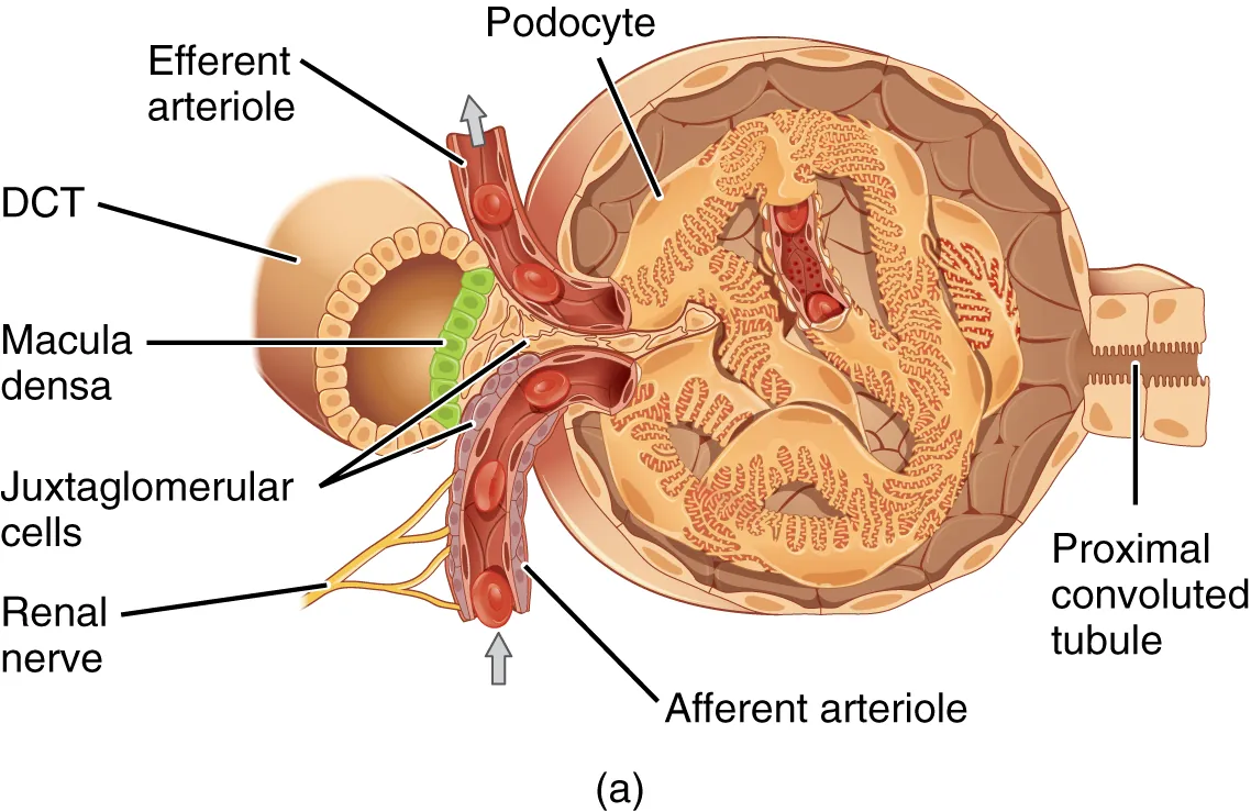 Detailed anatomy of the juxtaglomerular apparatus and glomerulus showing afferent and efferent arterioles, Bowman's capsule, and the macula densa