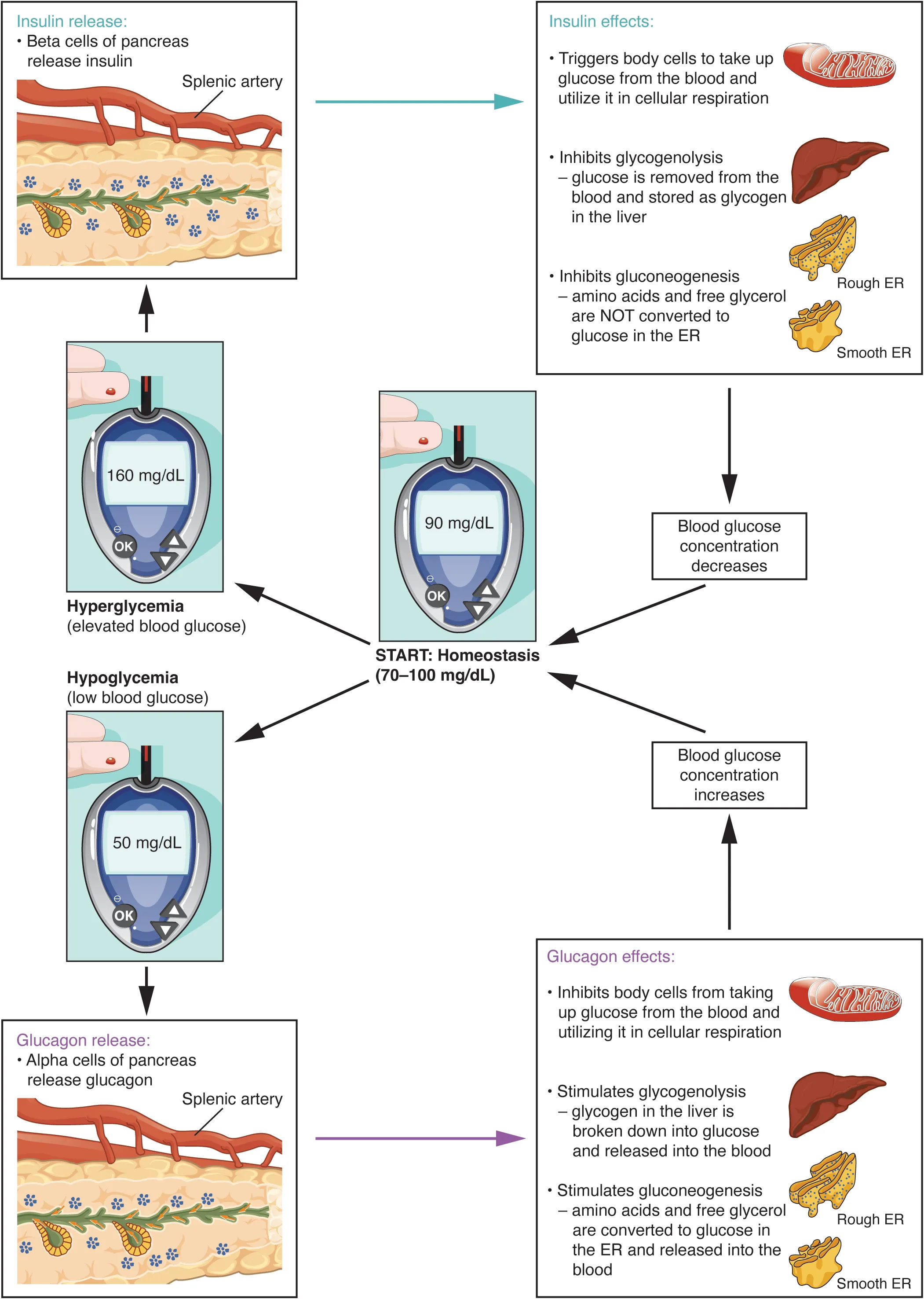 Diagram showing blood glucose regulation through insulin and glucagon feedback loops maintaining glucose between 70 and 110 mg/dL