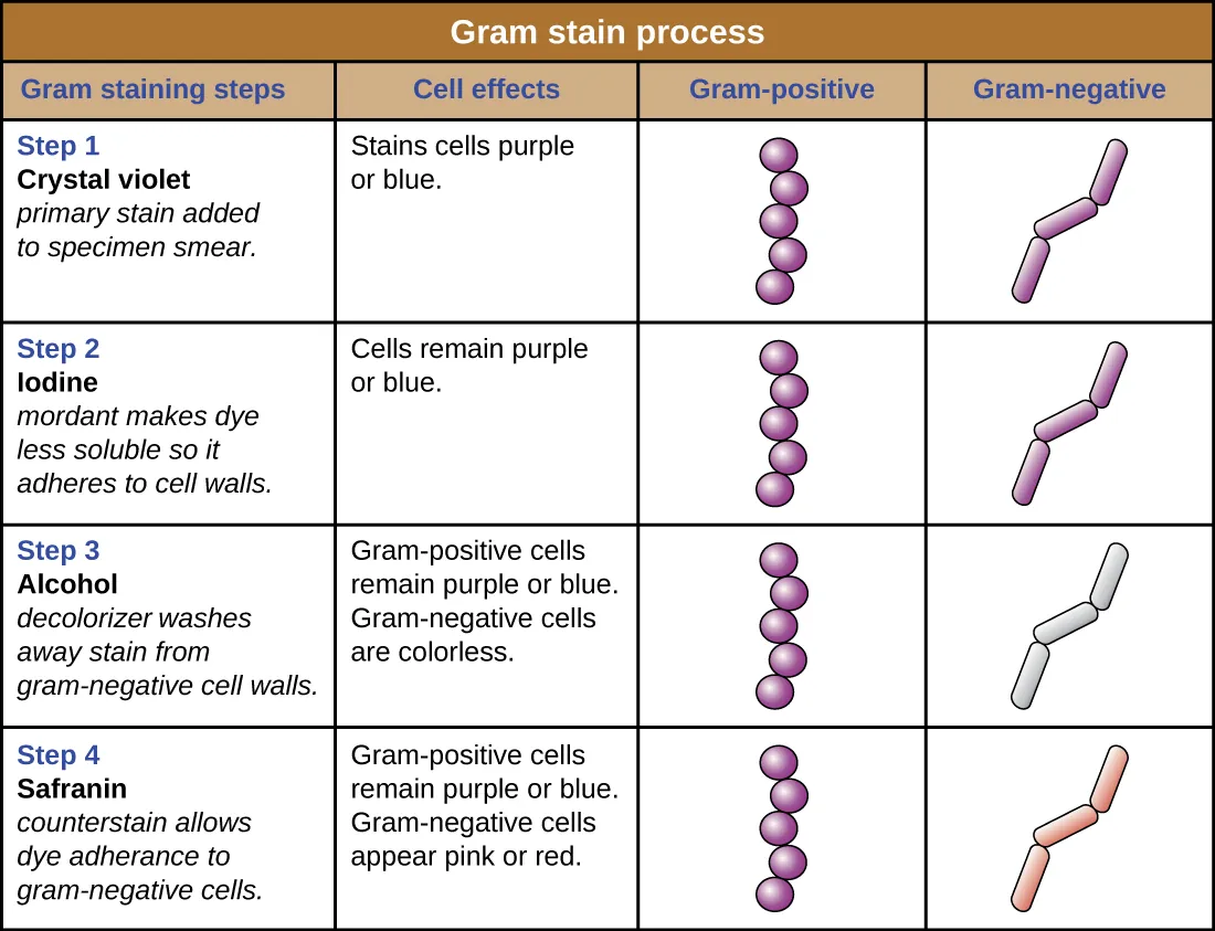 Step-by-step Gram staining procedure showing crystal violet, iodine, decolorizer, and safranin application