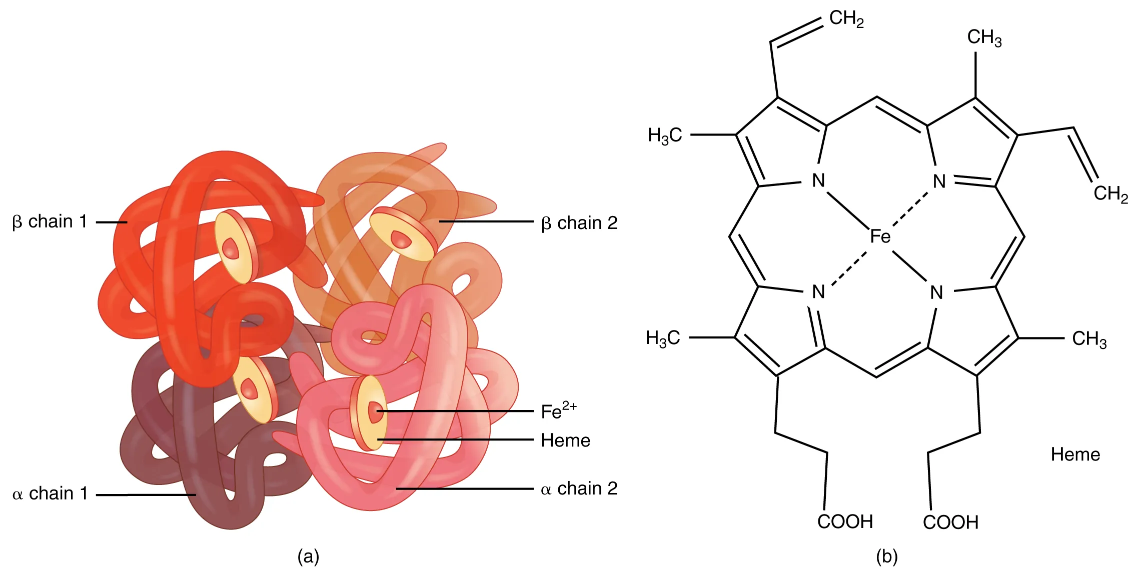 Molecular structure of hemoglobin showing four globin subunits with heme groups containing iron