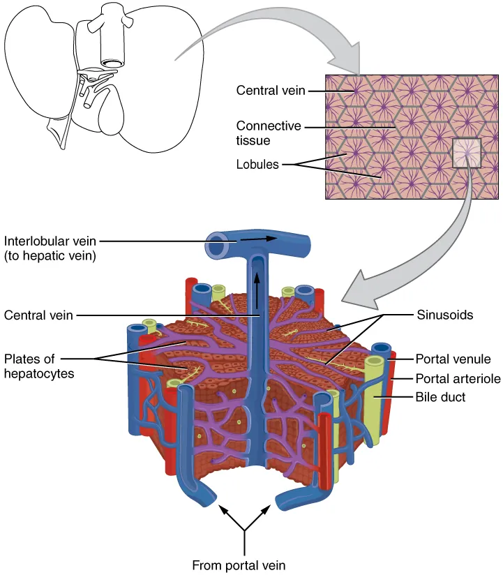 Microscopic anatomy of the liver showing hepatic lobule structure with central vein, portal triads, sinusoids, and hepatocytes