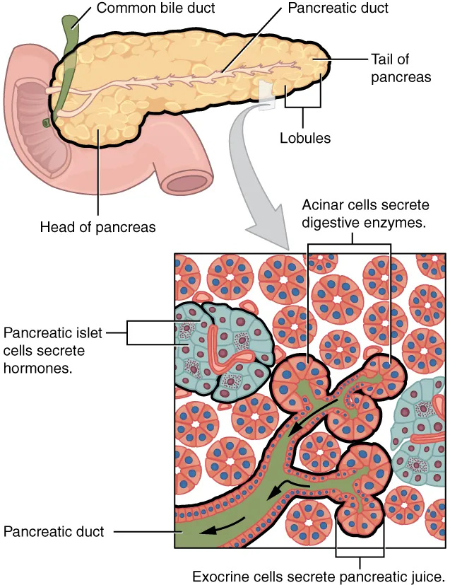 Anatomy of the pancreas showing the head, body, and tail with the pancreatic duct system and surrounding structures