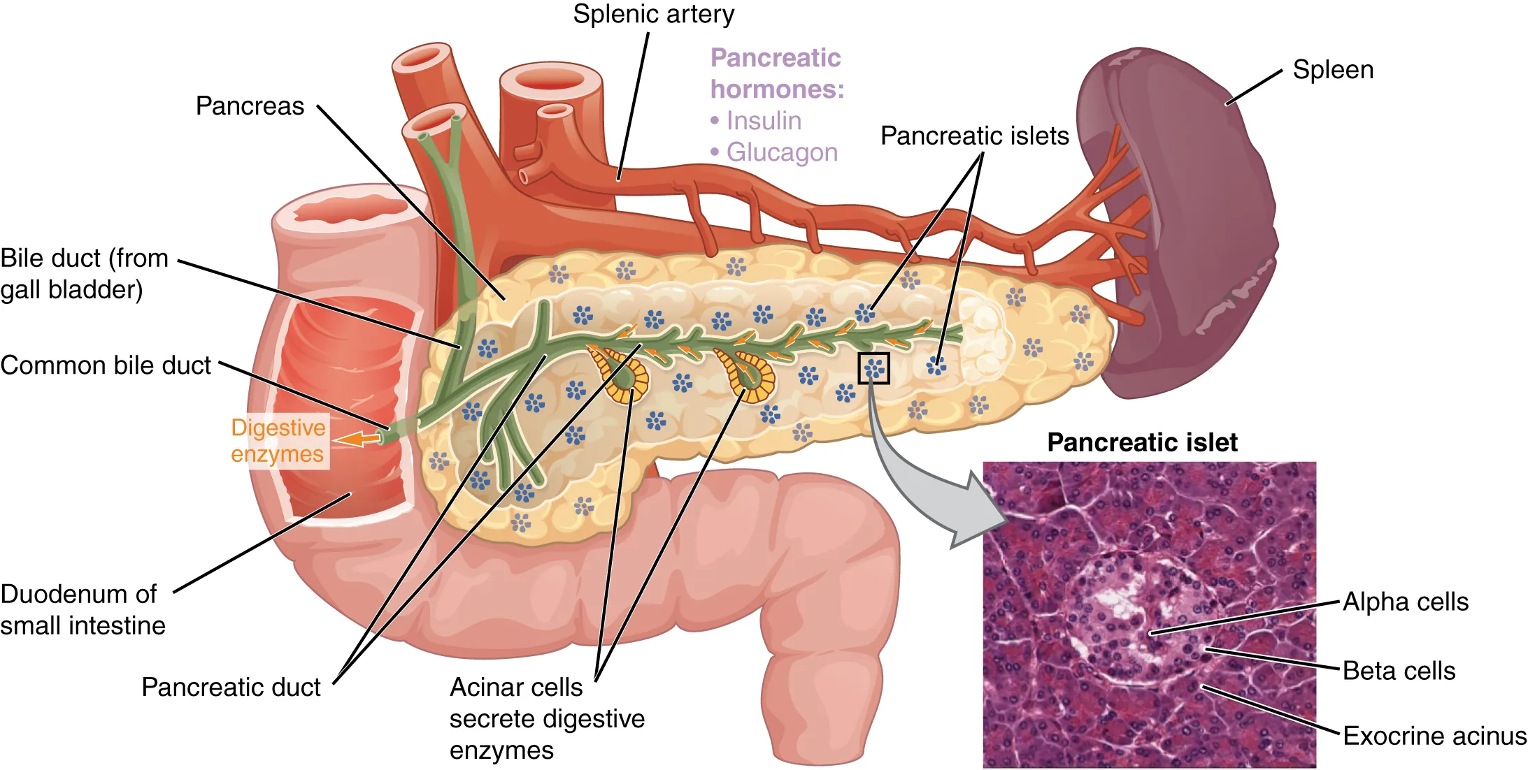 Anatomy of pancreatic islets of Langerhans showing alpha cells producing glucagon and beta cells producing insulin