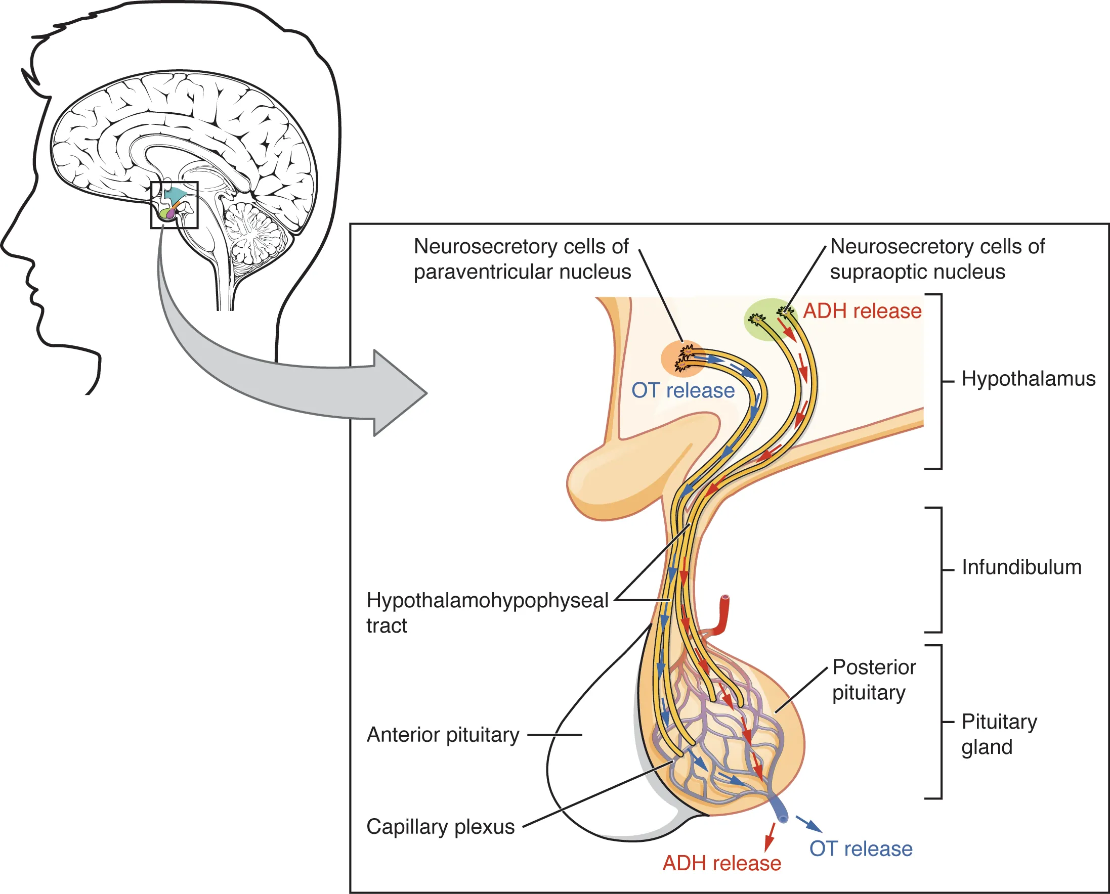 Diagram of the anterior and posterior pituitary gland showing all hormones produced and their target organs