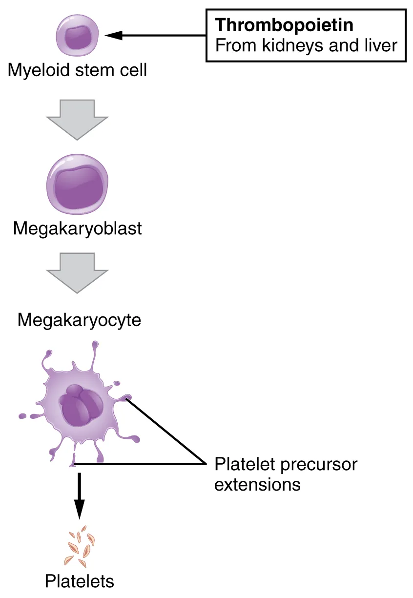 Diagram of megakaryocyte producing platelets by cytoplasmic fragmentation in the bone marrow