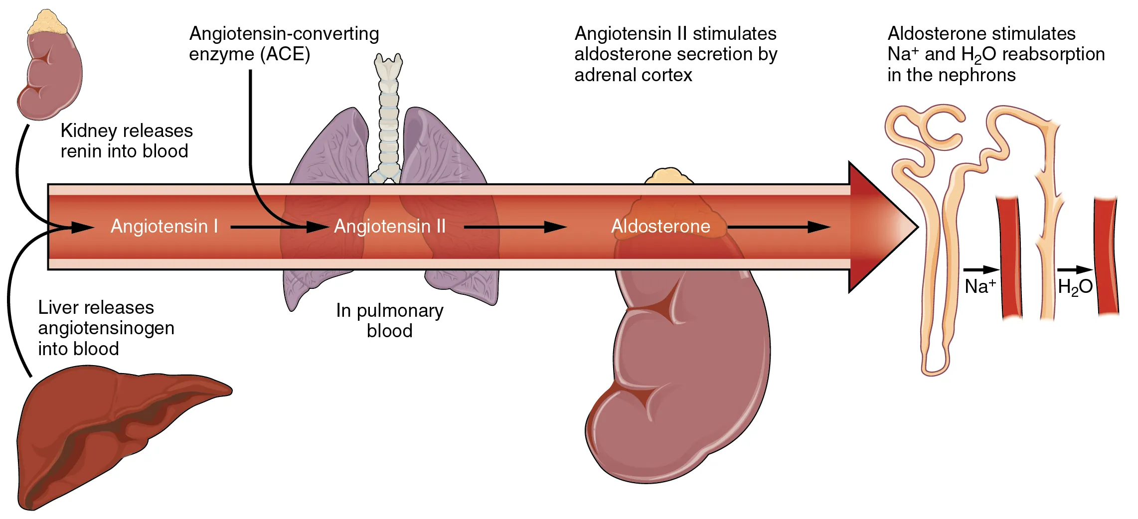 Diagram illustrating potassium homeostasis including dietary intake, cellular shifts, and renal excretion pathways