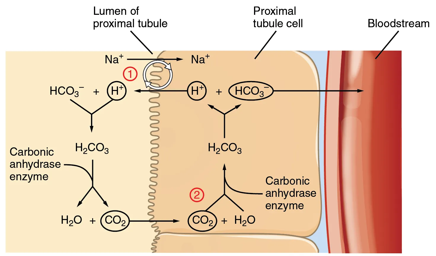 Diagram of bicarbonate reabsorption and hydrogen ion secretion in the renal proximal tubule