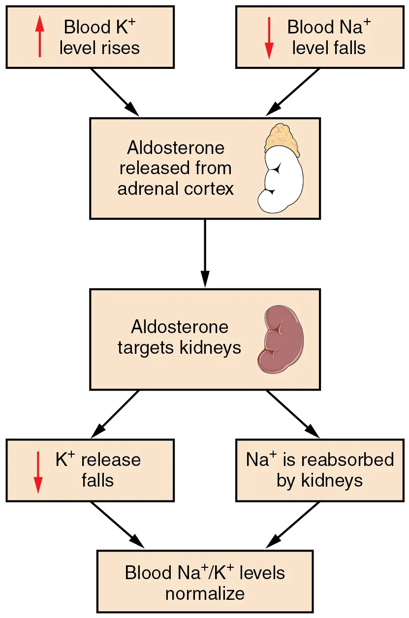 Flowchart showing the regulation of sodium balance through aldosterone, ADH, and renal mechanisms