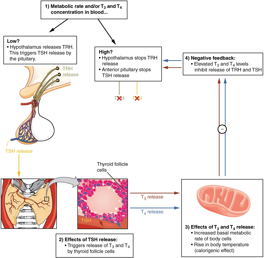 Negative feedback loop diagram showing hypothalamus-pituitary-thyroid axis with TRH, TSH, and T3/T4 regulation