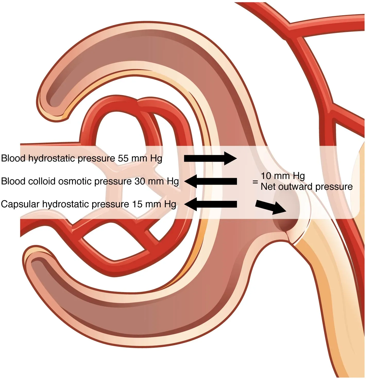 Diagram of urine formation showing glomerular filtration, tubular reabsorption, and tubular secretion along the nephron