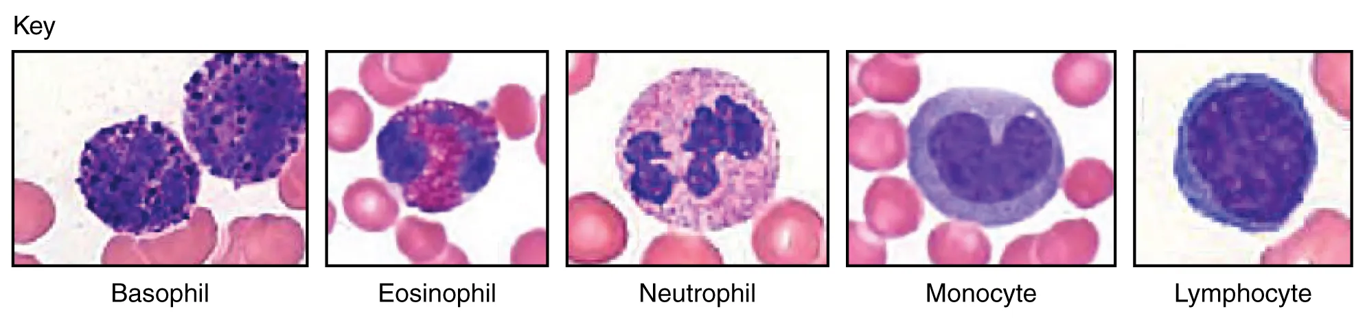 Microscopic images of the five types of leukocytes: neutrophil, eosinophil, basophil, monocyte, and lymphocyte