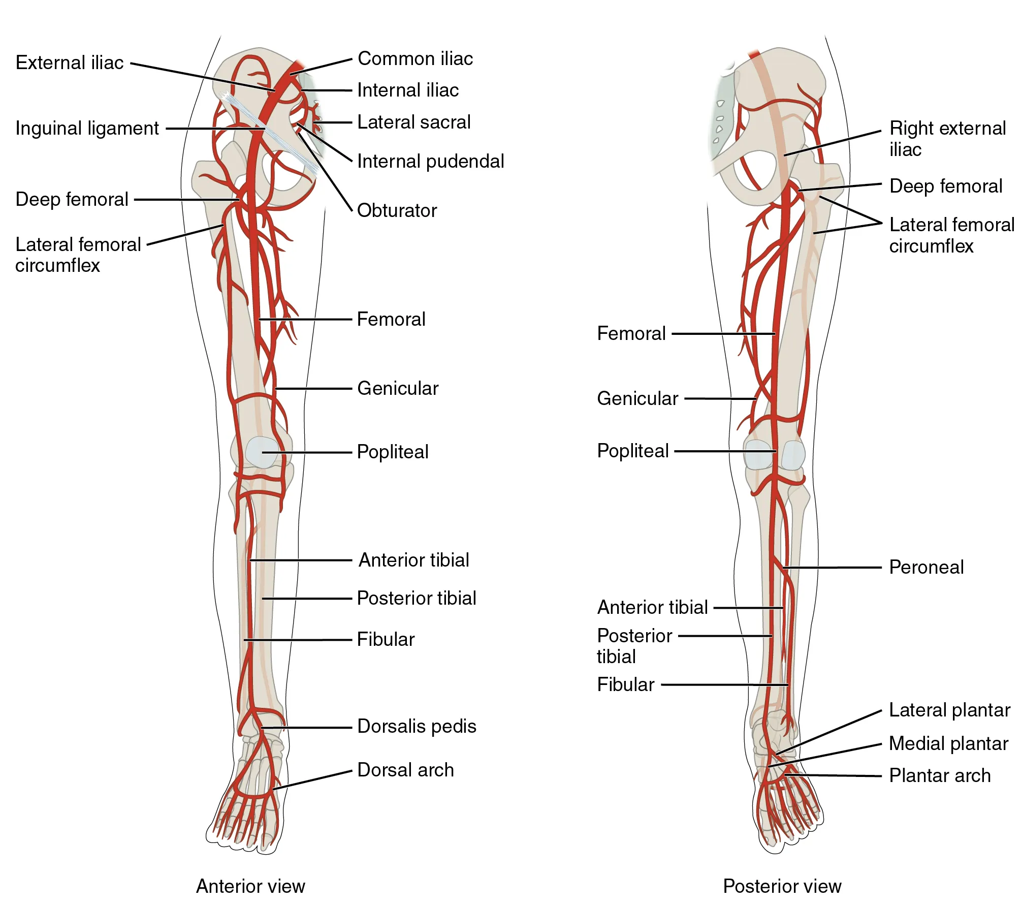 Major arteries of the lower limb showing femoral, popliteal, and tibial arteries