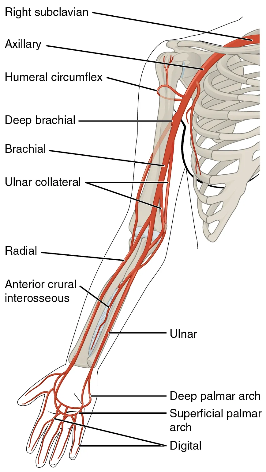 Major arteries serving the upper limb including radial, ulnar, and brachial arteries