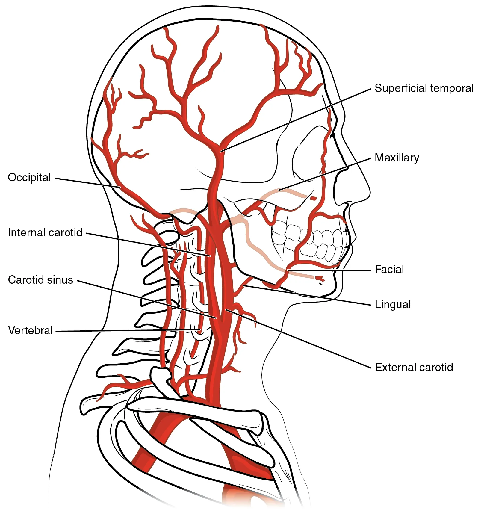 Arteries supplying the head and neck showing the common carotid, internal and external carotid, and vertebral arteries