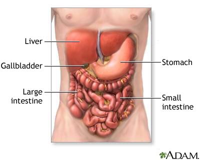 Abdominal organs showing liver, stomach, intestines, and peritoneal cavity