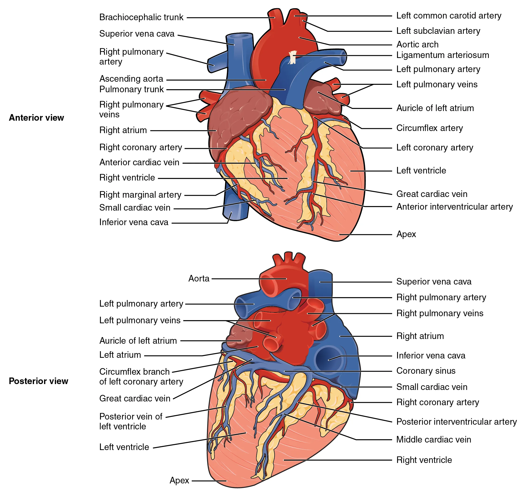 External anatomy of the heart showing anterior and posterior views with coronary vessels