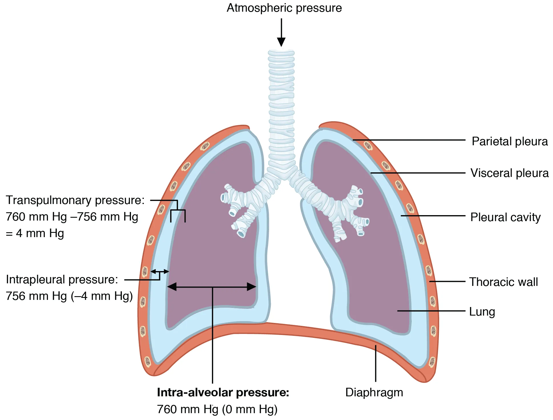 Diagram showing intrapleural and intrapulmonary pressure relationships