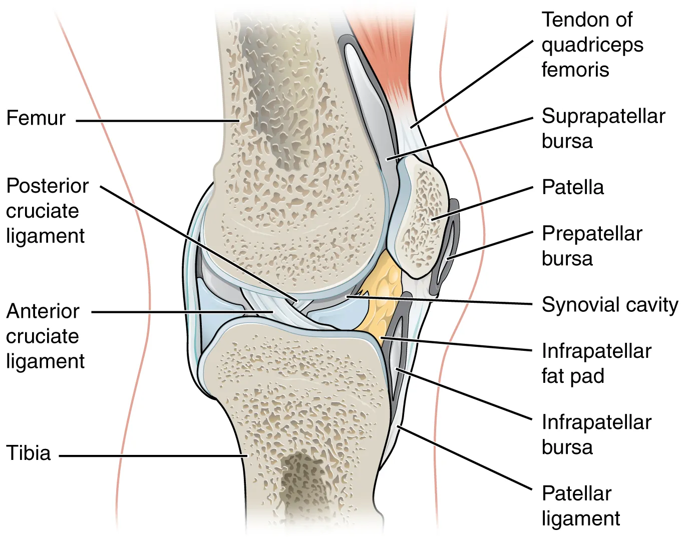 Knee joint anatomy showing bursae, ligaments, and synovial structures