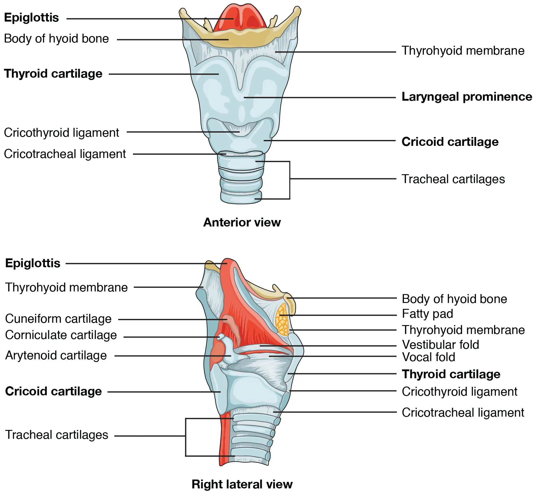 Anterior and posterior views of the larynx showing thyroid cartilage, cricoid cartilage, and tracheal rings