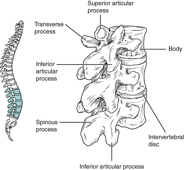 Lumbar vertebrae anatomy showing vertebral body, spinous process, and intervertebral disc