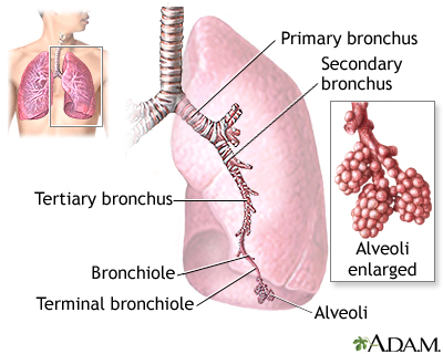 Anatomy of the lungs showing lobes, fissures, and surrounding structures