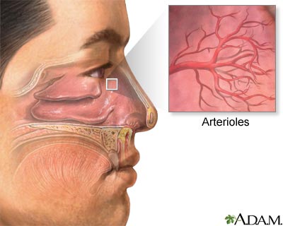 Nasal anatomy showing blood supply and site of epistaxis