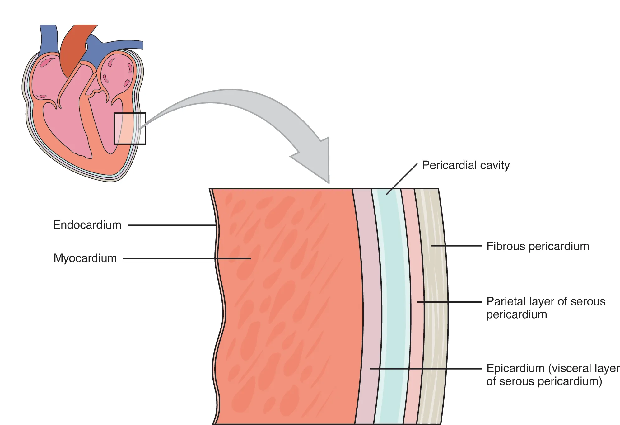 Pericardial membranes and layers of the heart wall