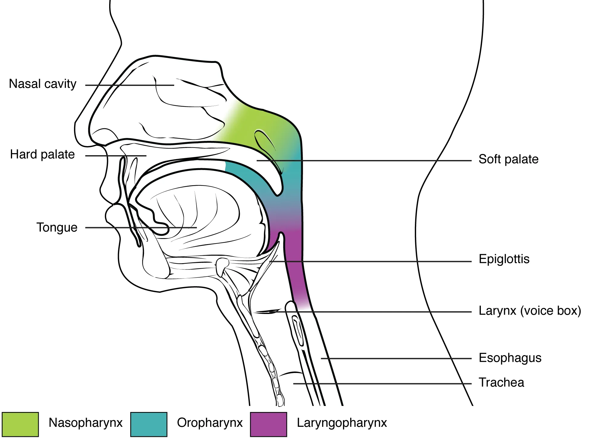 Divisions of the pharynx showing nasopharynx, oropharynx, and laryngopharynx