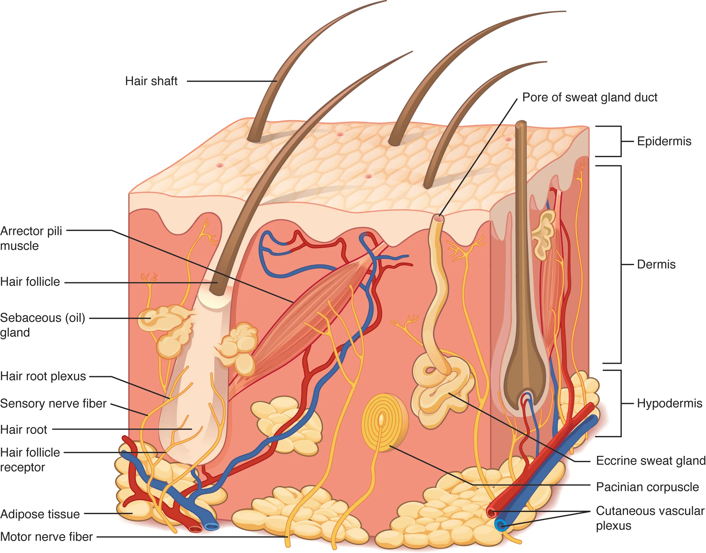Cross-section of skin tissue layers showing epidermis, dermis, and subcutaneous tissue
