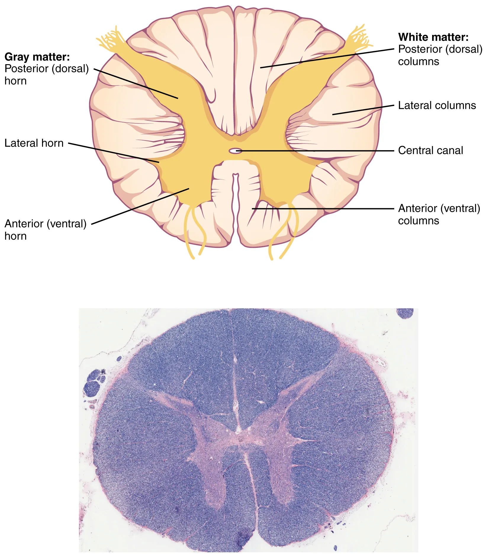 Cross-section of the spinal cord showing gray and white matter columns