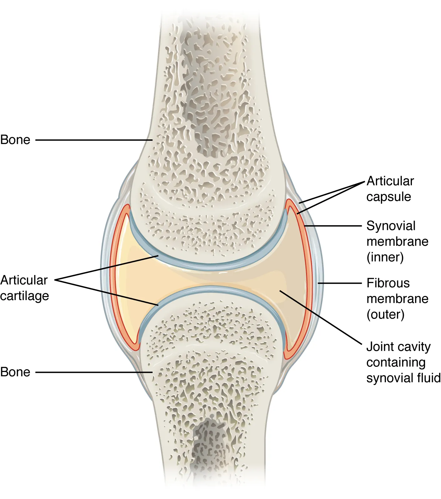 Structure of a synovial joint showing articular cartilage, joint capsule, and synovial fluid