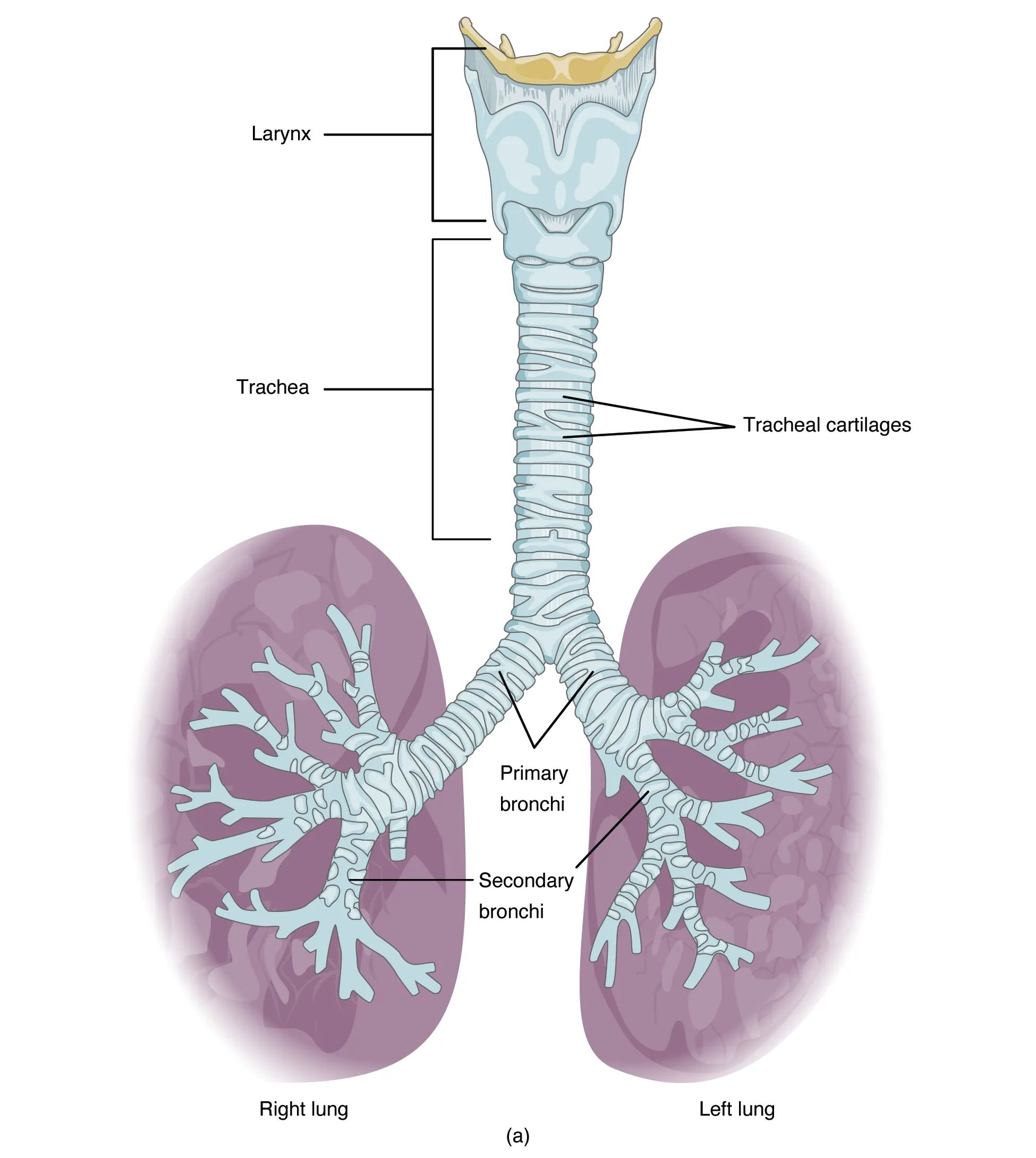 Trachea anatomy showing tracheal rings, carina, and mainstem bronchi
