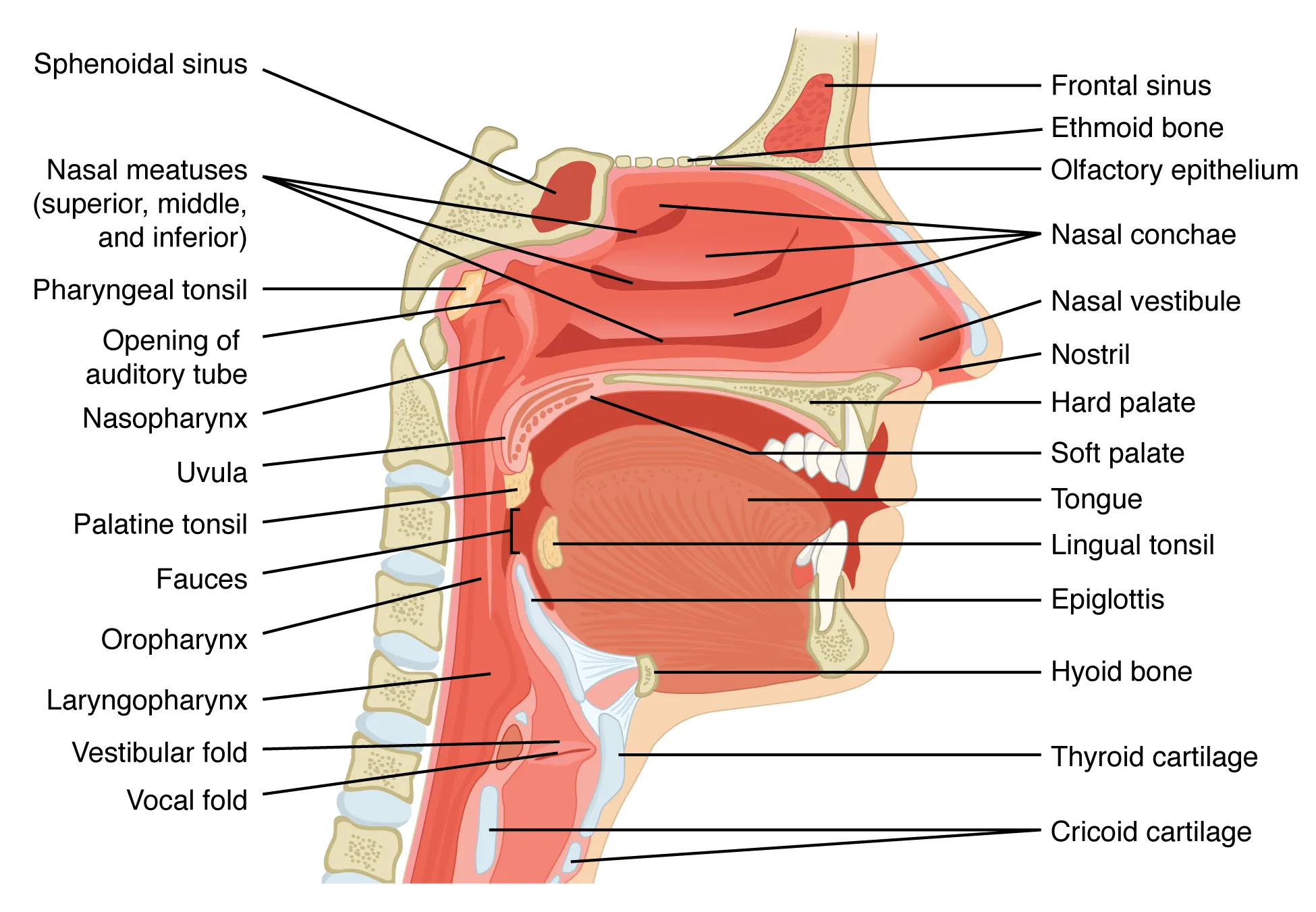 Upper airway anatomy showing nasal cavity, pharynx, and larynx in sagittal view