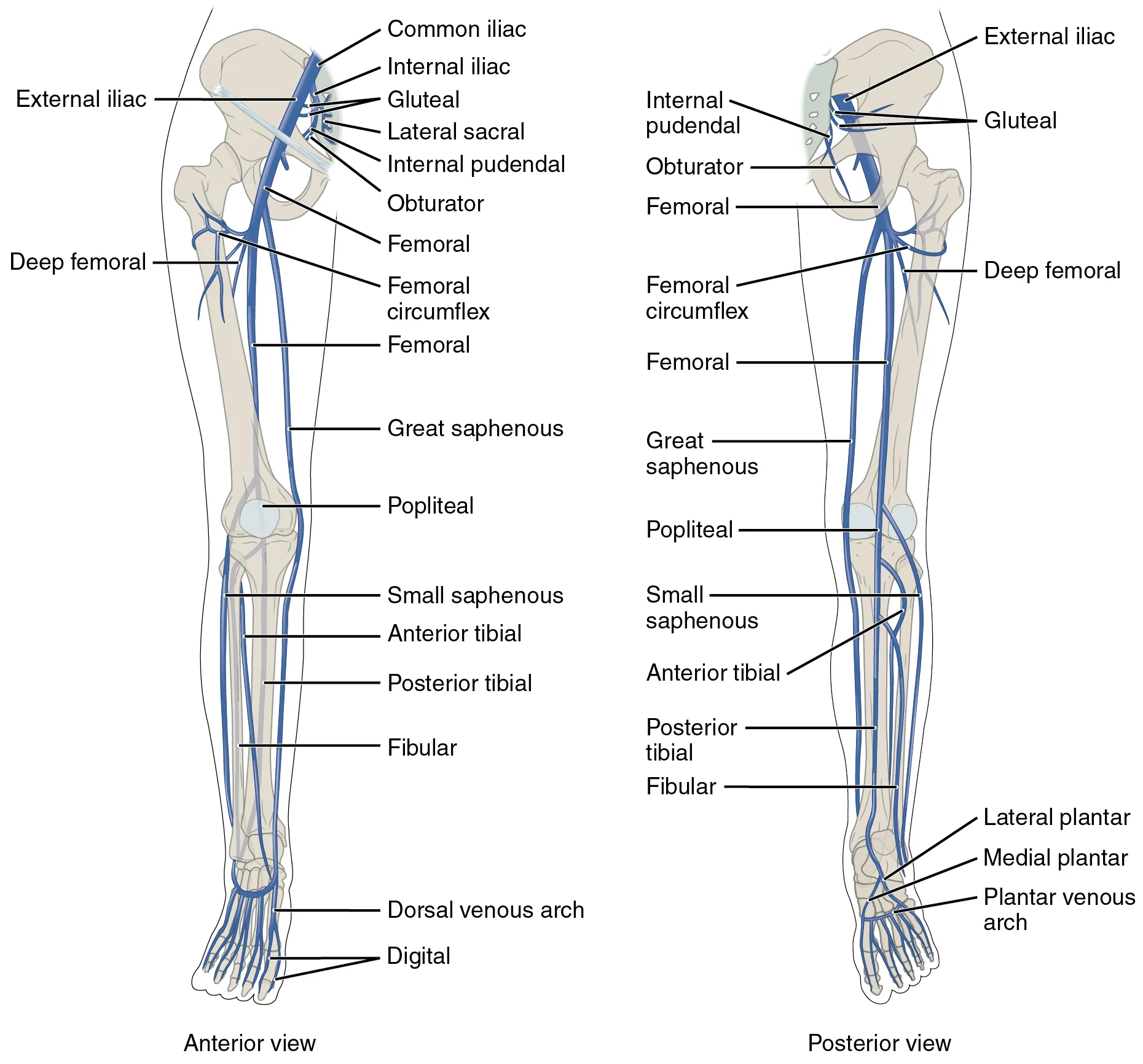 Major veins of the lower limb showing femoral, saphenous, and popliteal veins