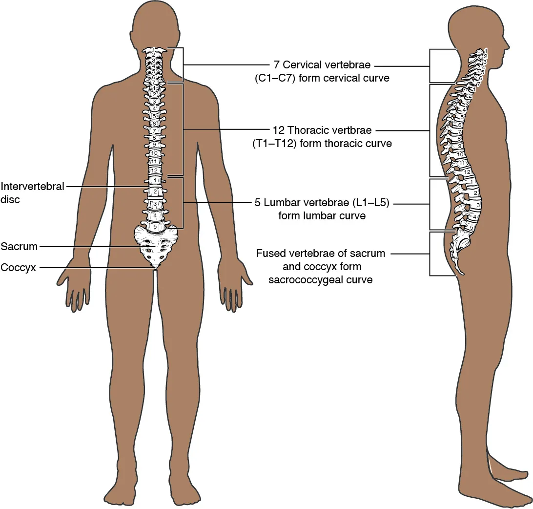 Vertebral column showing cervical, thoracic, lumbar, sacral regions and natural curvatures