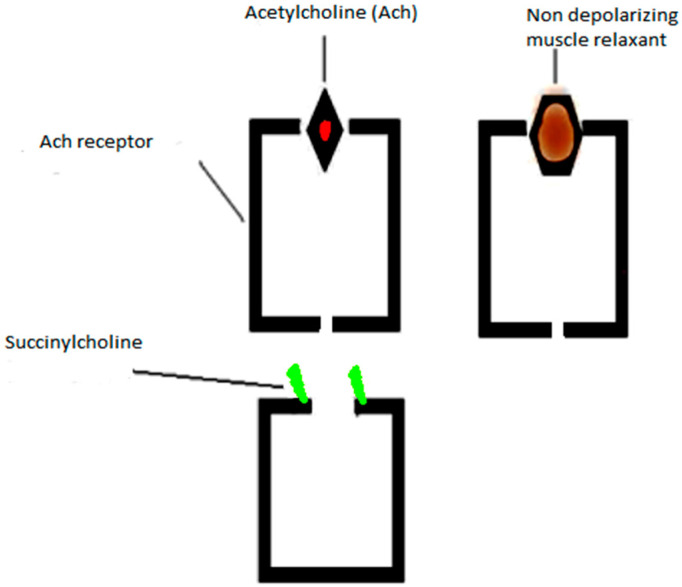 Acetylcholine receptor structure showing the binding sites for depolarizing and non-depolarizing muscle relaxants