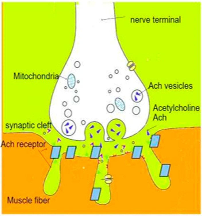 Diagram of the neuromuscular junction showing the motor nerve terminal, synaptic cleft, acetylcholine vesicles, and nicotinic receptors on the motor end plate