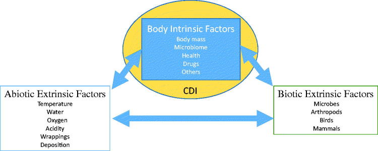 Diagram showing intrinsic and extrinsic factors that affect decomposition rates in forensic anthropology