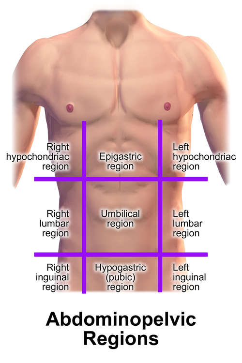 Diagram of the nine abdominal regions including epigastric, umbilical, hypogastric, and lateral regions