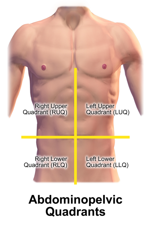 Diagram of the four abdominal quadrants: RUQ, LUQ, RLQ, LLQ divided by transumbilical and median planes