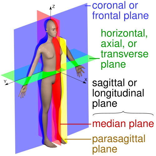 The three anatomical planes: sagittal, coronal, and transverse shown on a human figure in anatomical position